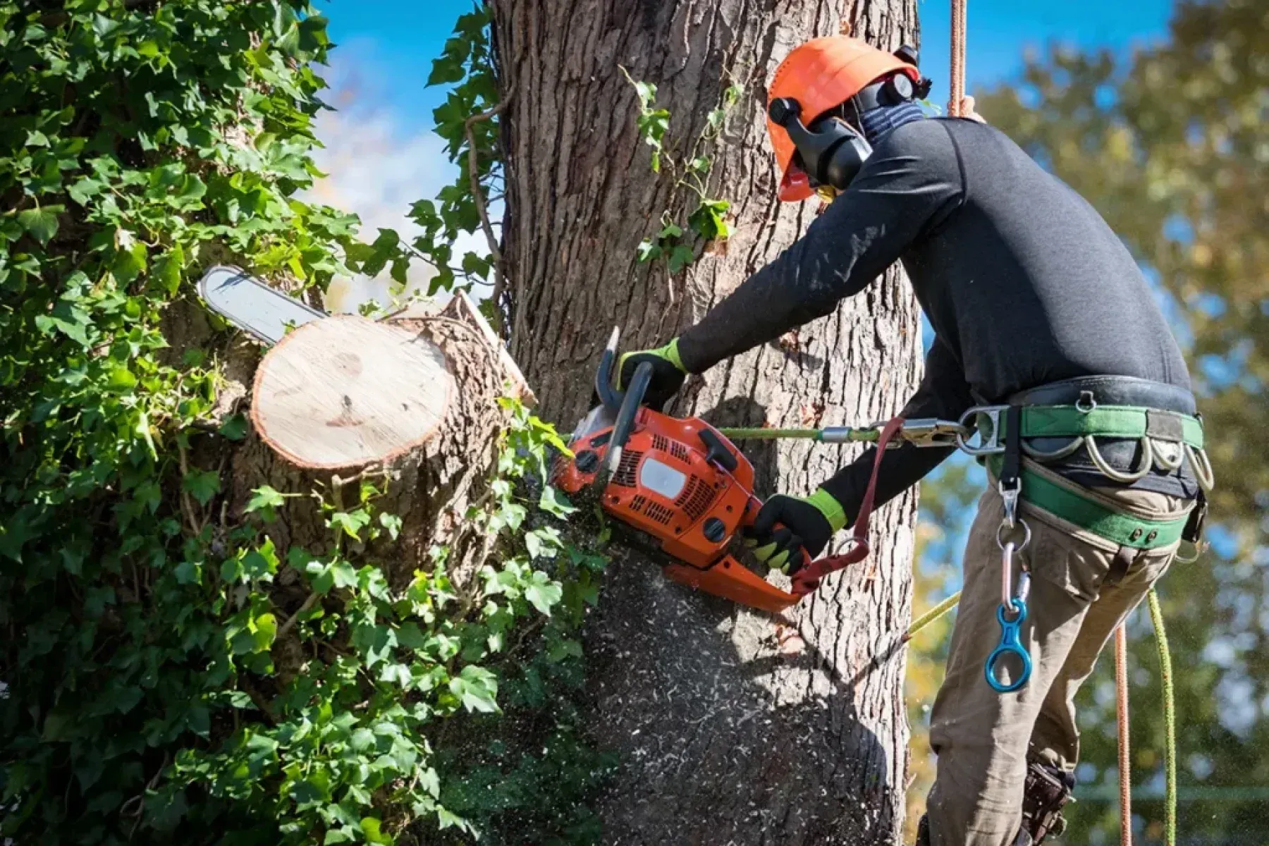 tree being removed in Chilliwack