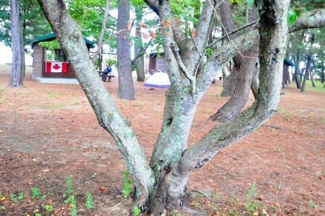 Trees in a campsite, with a small cabin and a Canadian flag.