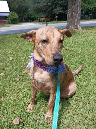 A brown dog is sitting in the grass on a leash.