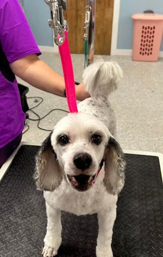 A small white dog is being groomed by a person with a pink leash.