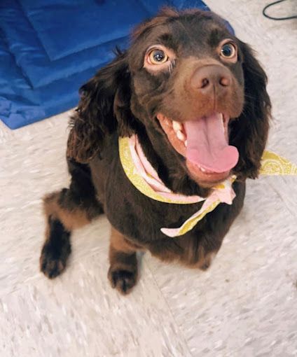 A brown dog wearing a pink and yellow scarf with its tongue hanging out