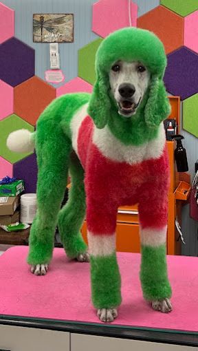A poodle is painted green and red and is standing on a table.
