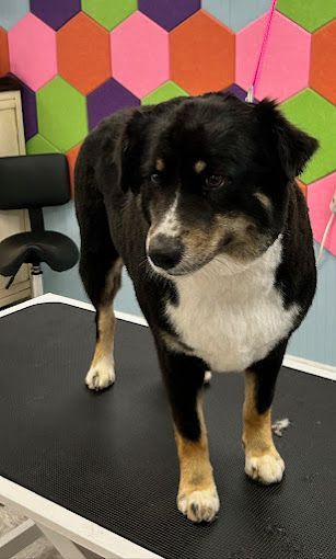 A black and white dog is standing on a grooming table.