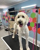 A white dog is standing on a grooming table in a room.