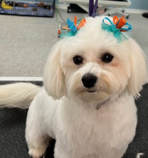 A small white dog with two bows in its hair.
