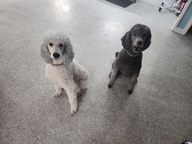Two poodles are sitting next to each other on the floor.