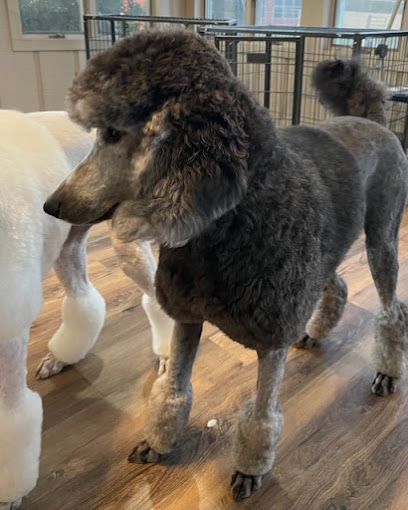 A gray poodle is standing next to a white poodle on a wooden floor.