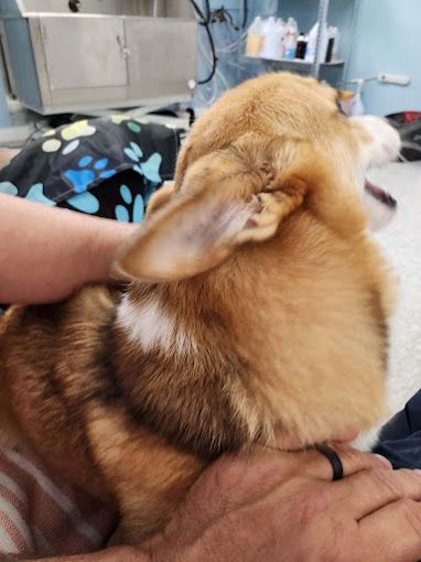 A person is petting a dog in a grooming salon.