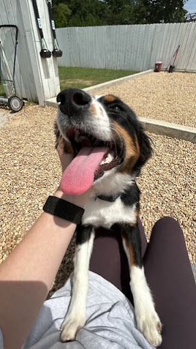 A person is holding a black and white dog with its tongue hanging out.