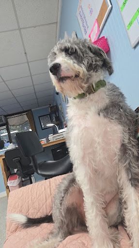 A small gray and white dog is sitting on a bed.