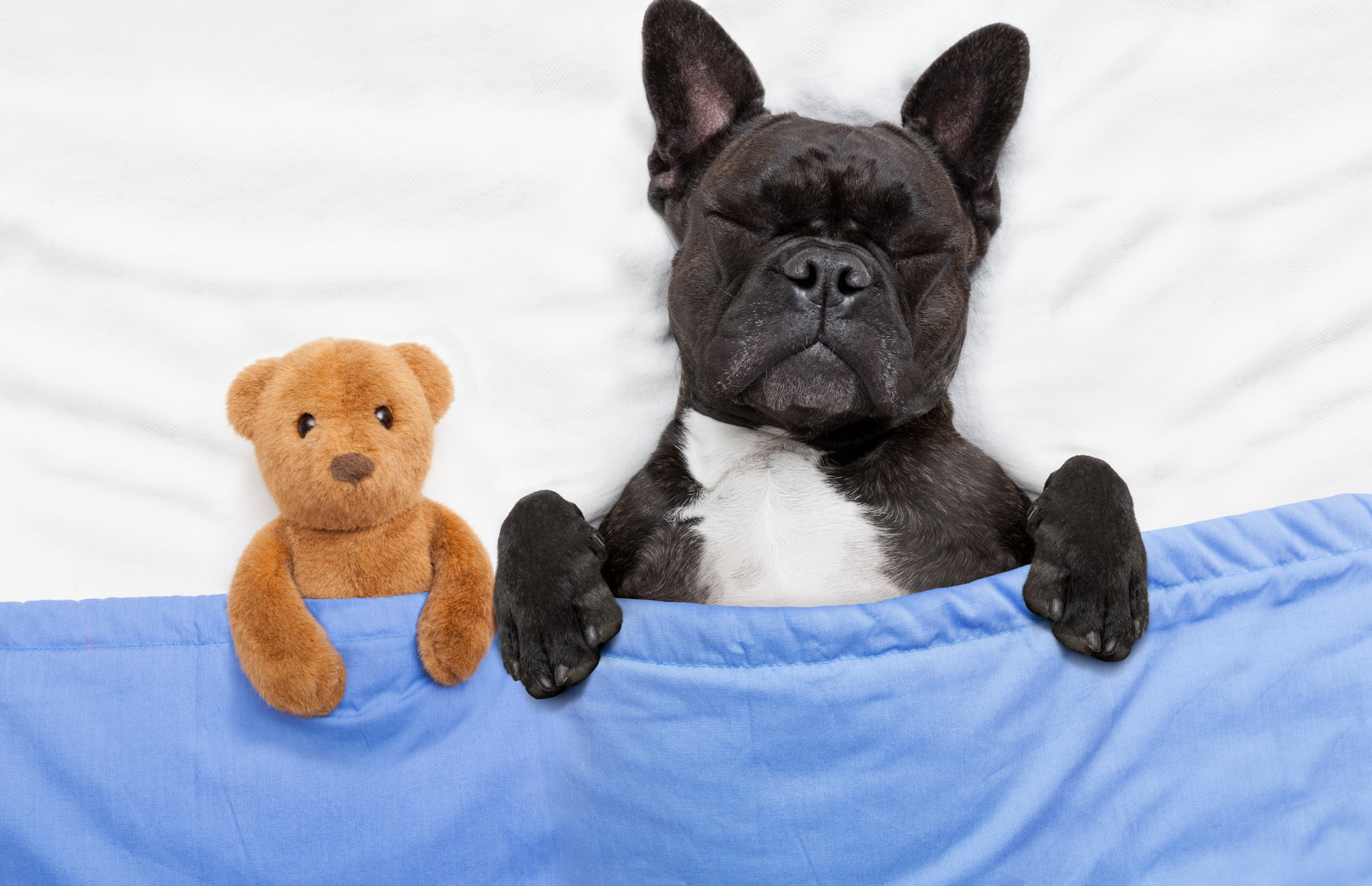 A french bulldog is sleeping next to a teddy bear on a bed.