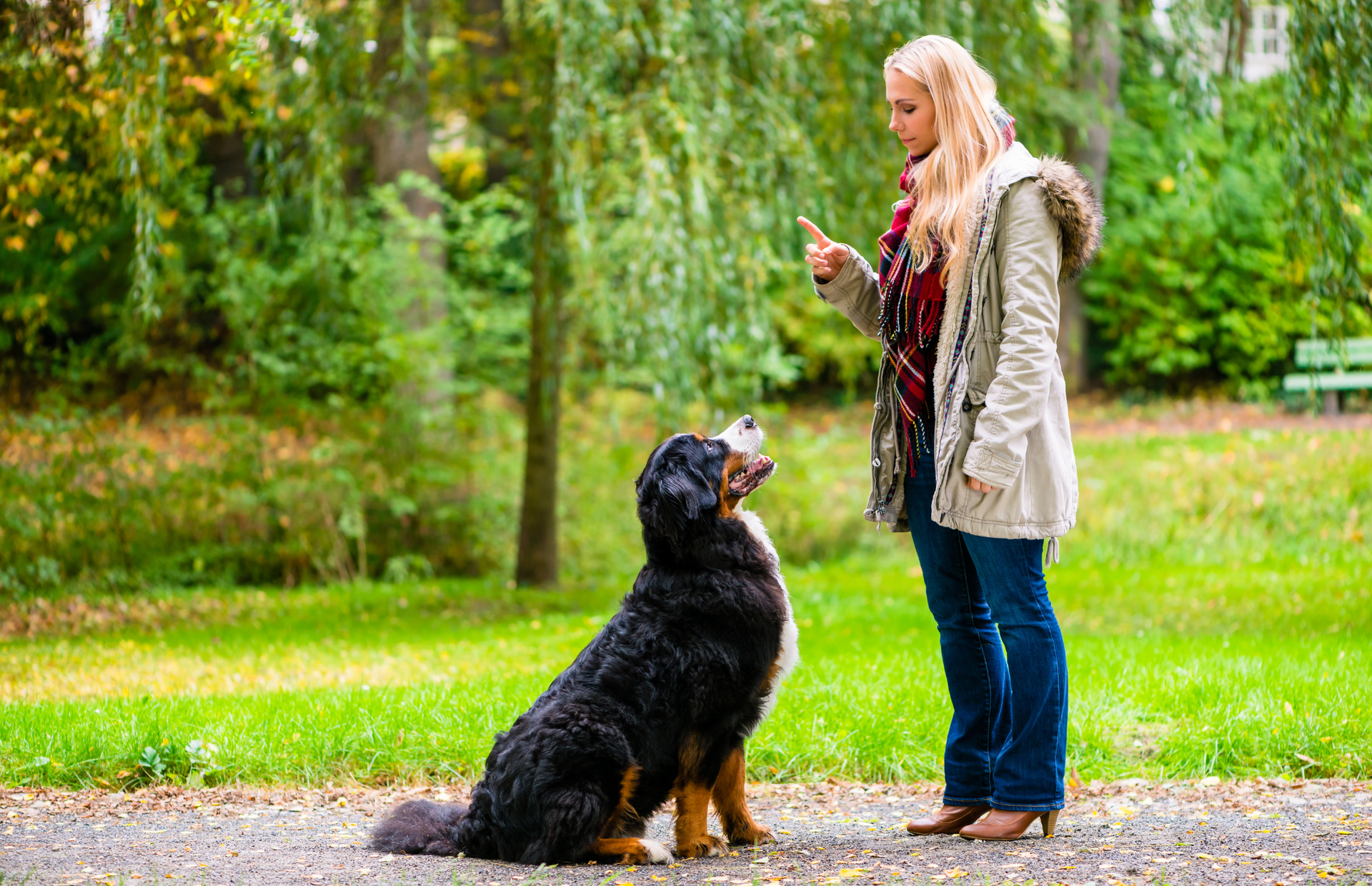 A woman is standing next to a large dog in a park.