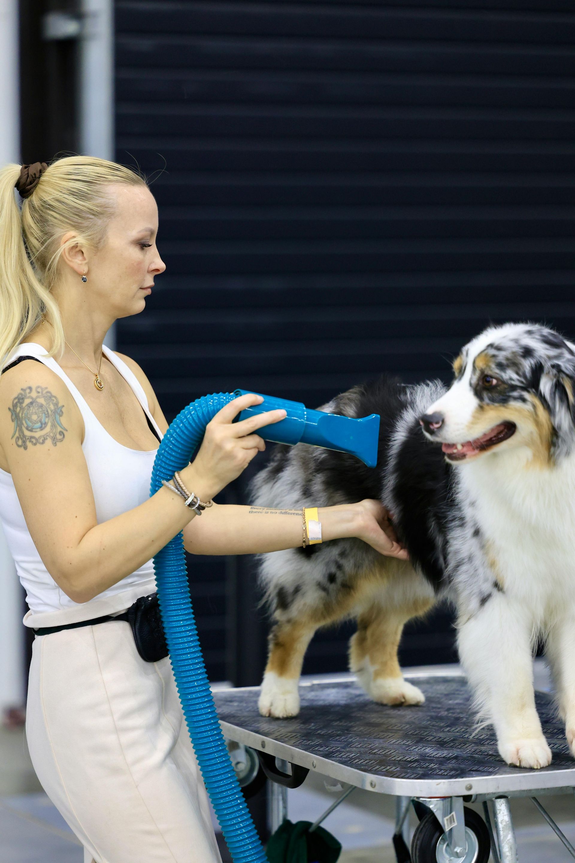 A woman is grooming a small white dog with scissors.