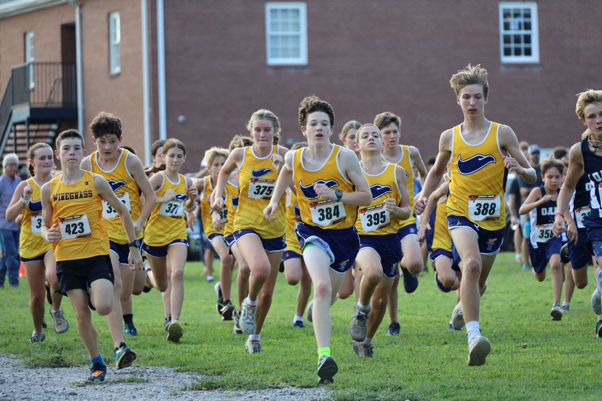 Runners in yellow jerseys sprint in a cross-country race on grass near a brick building.