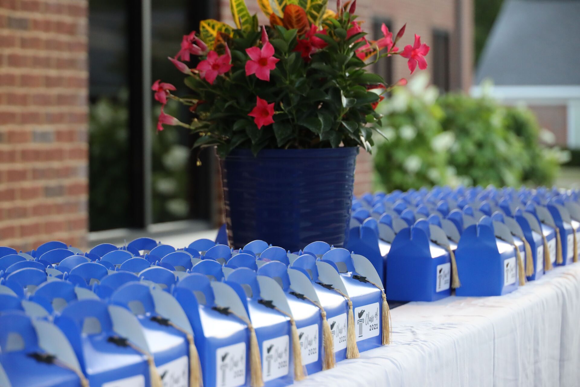 Blue gift bags lined up on a table with a potted red flower centerpiece outdoors
