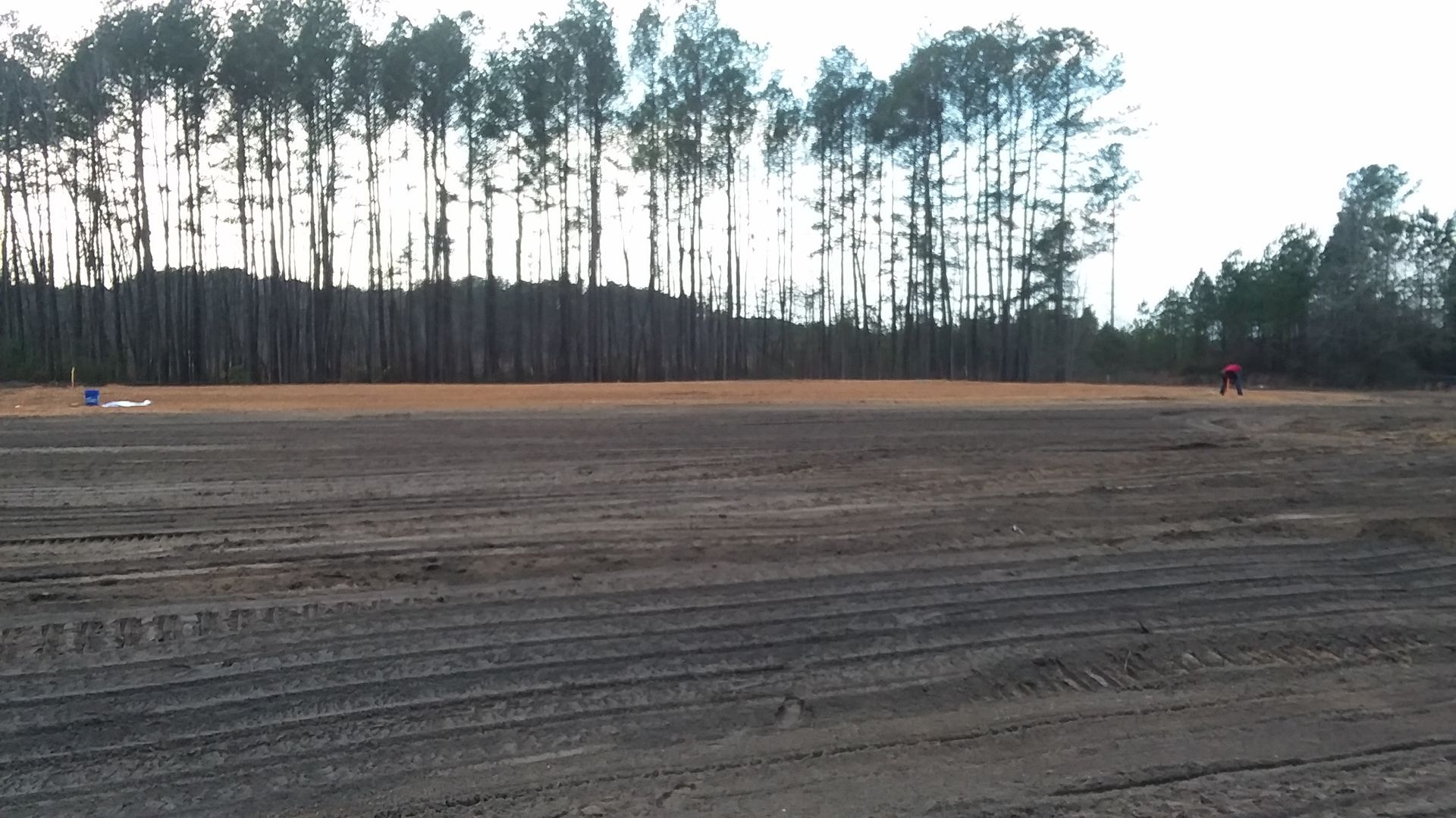 Cleared Land With Pine Trees