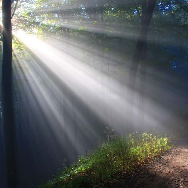 Zonlicht schijnt door de bomen in een bos, verlicht een pad en de planten en creëert een helder, etherisch tafereel.