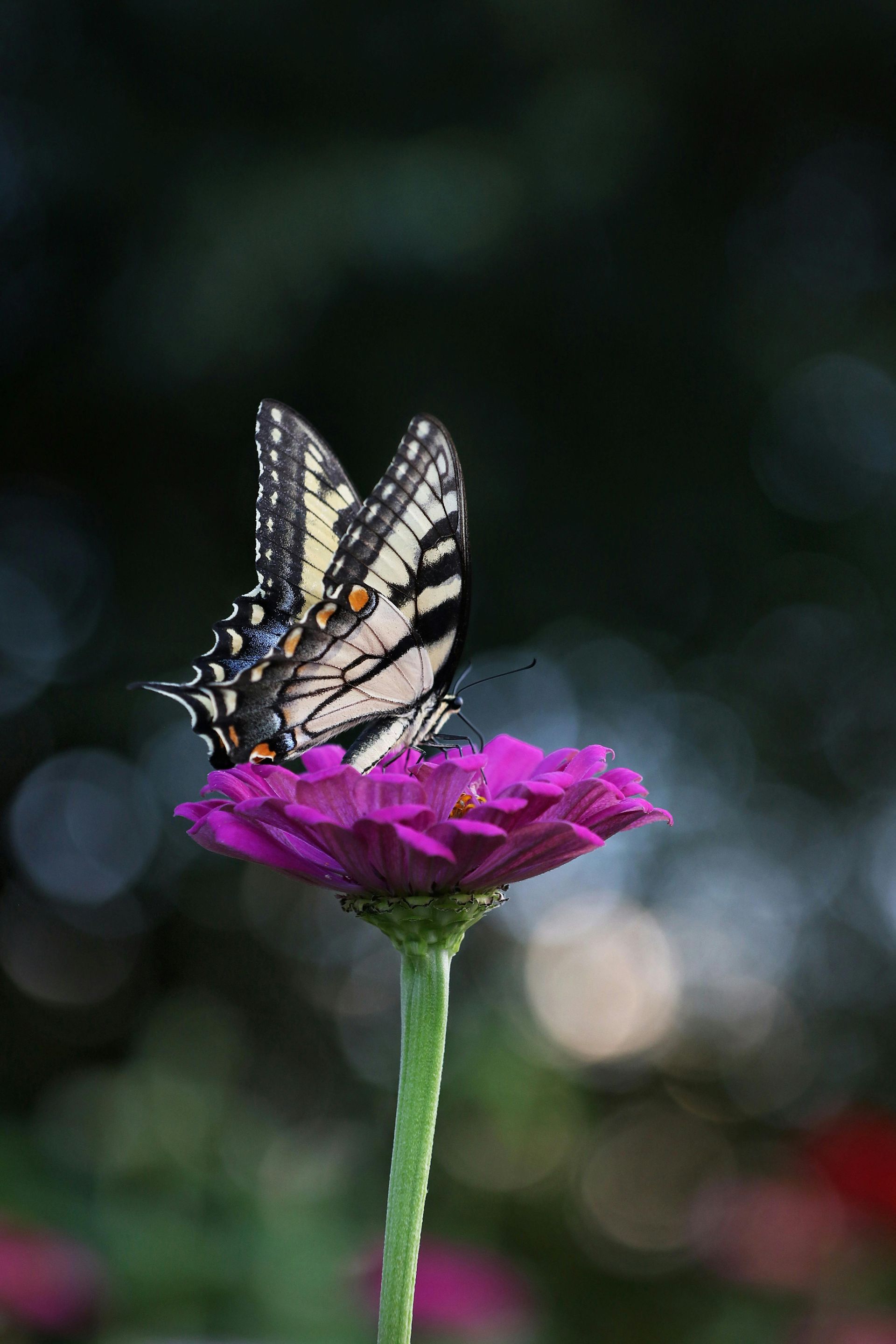 Vlinder met zwart-gele vleugels, zittend op een paarse zinniabloem, donkere achtergrond.