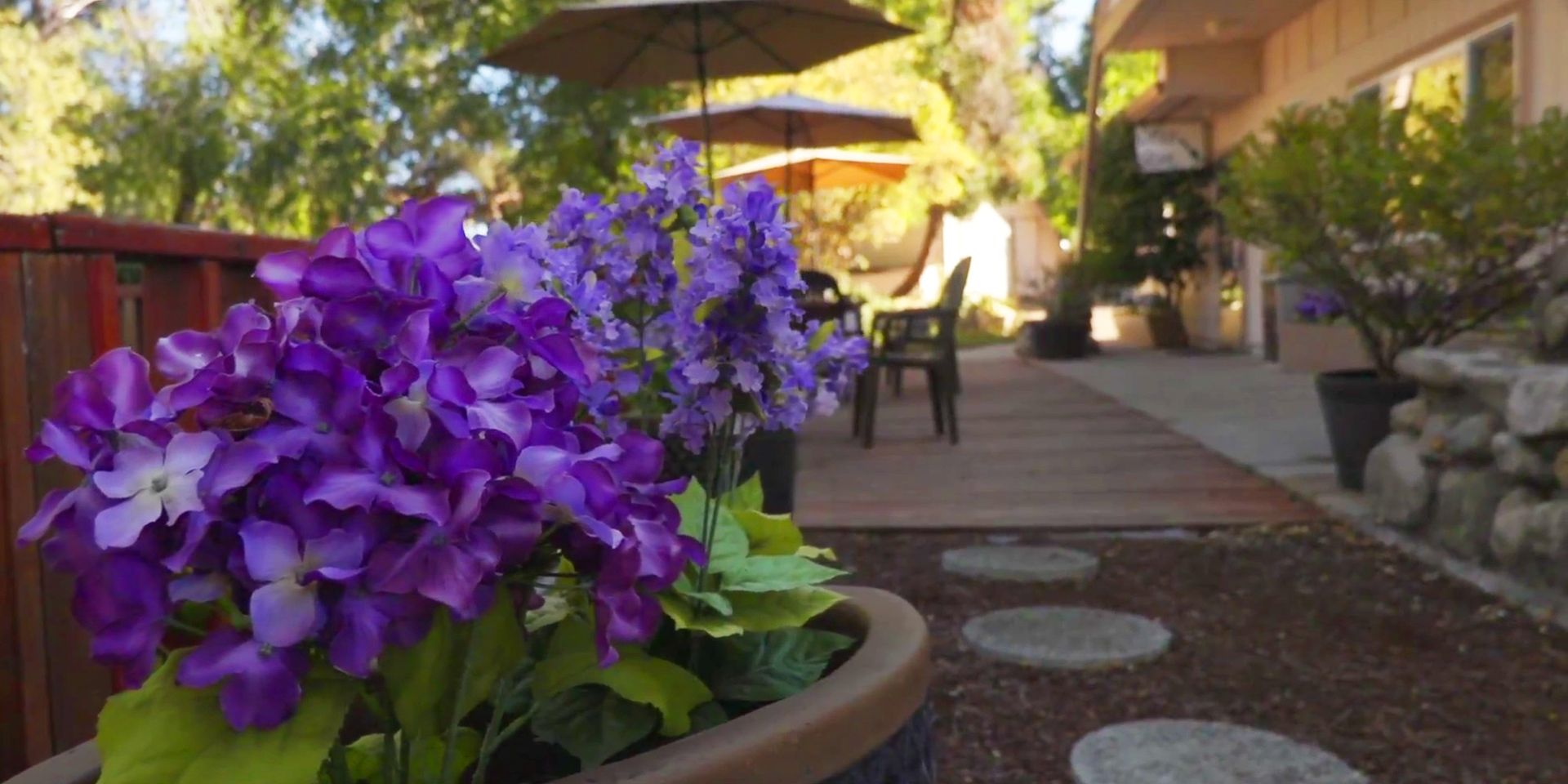 Purple flowers in a garden bed beside a patio walkway and house exterior