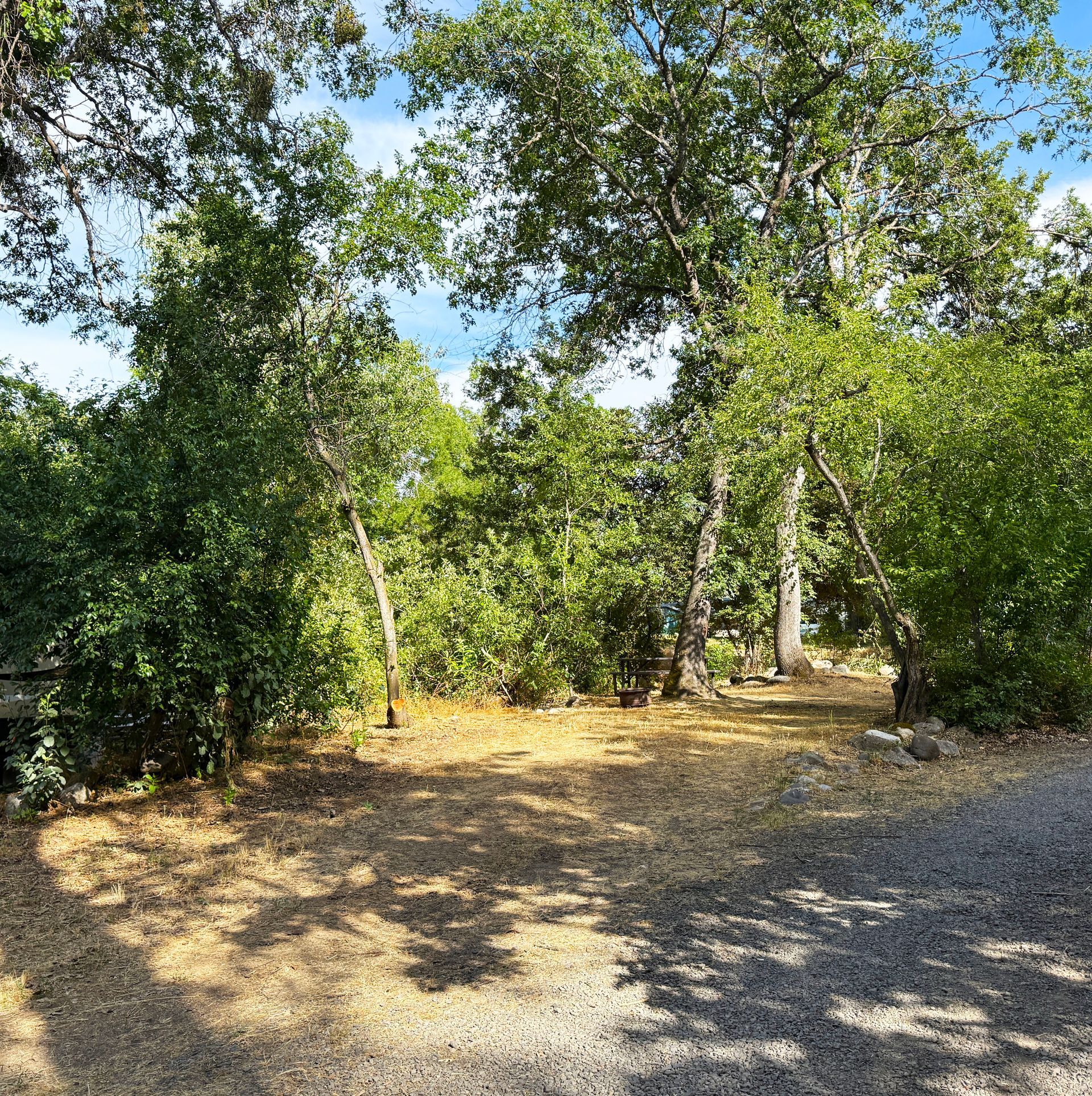 Wooded path with sunlit trees, dense green foliage, and gravel ground under a blue sky