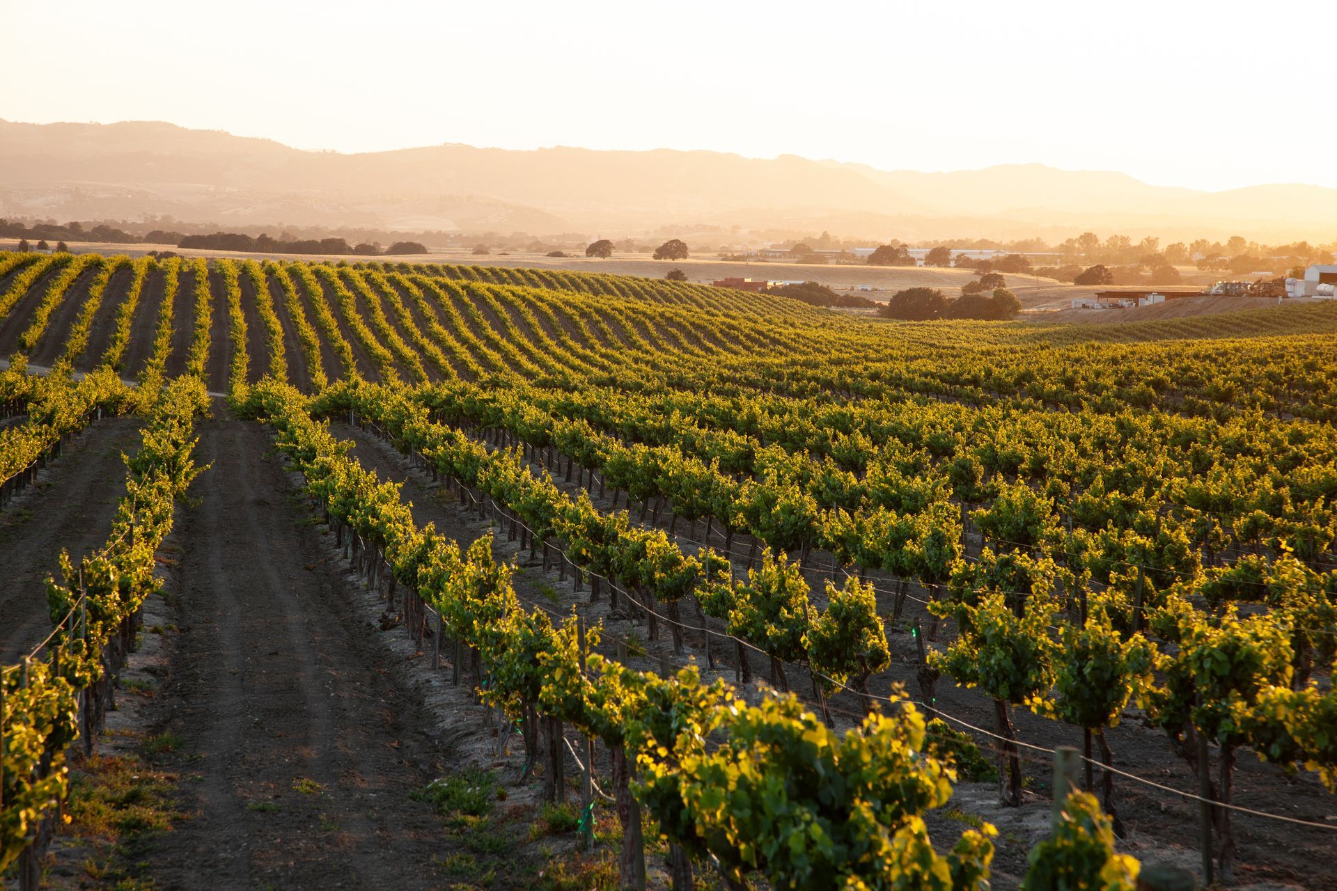 Sunlit vineyard rows stretching across a hillside at sunset