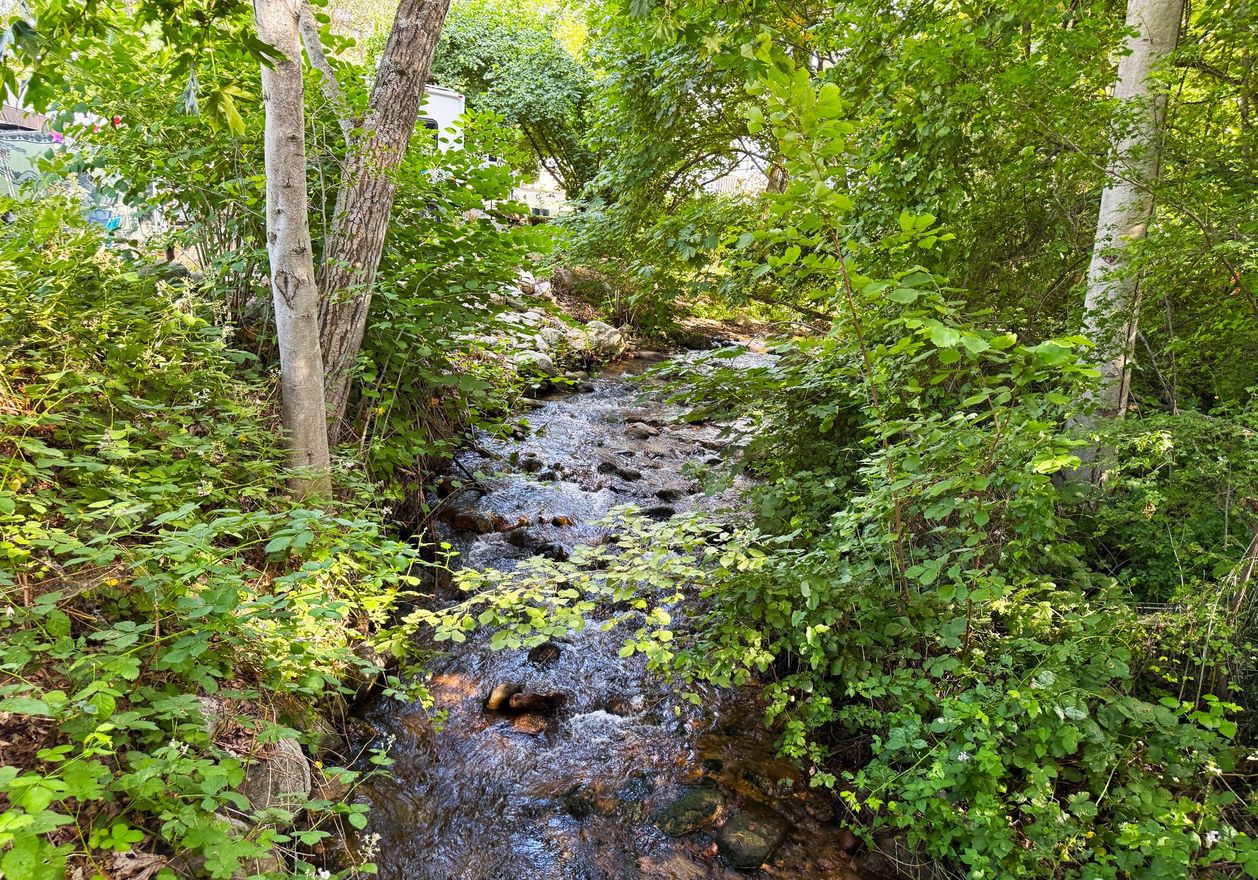 A shallow stream flows through dense green forest with trees and leafy undergrowth.