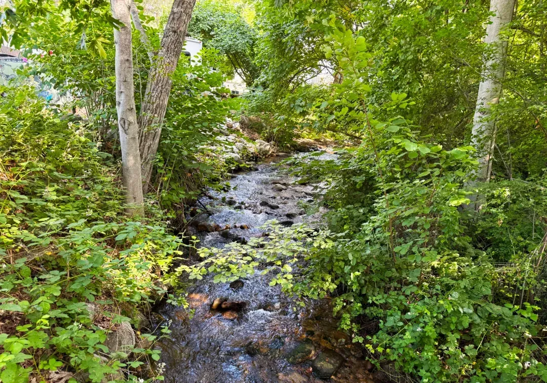 Forest stream flowing through lush green trees and plants