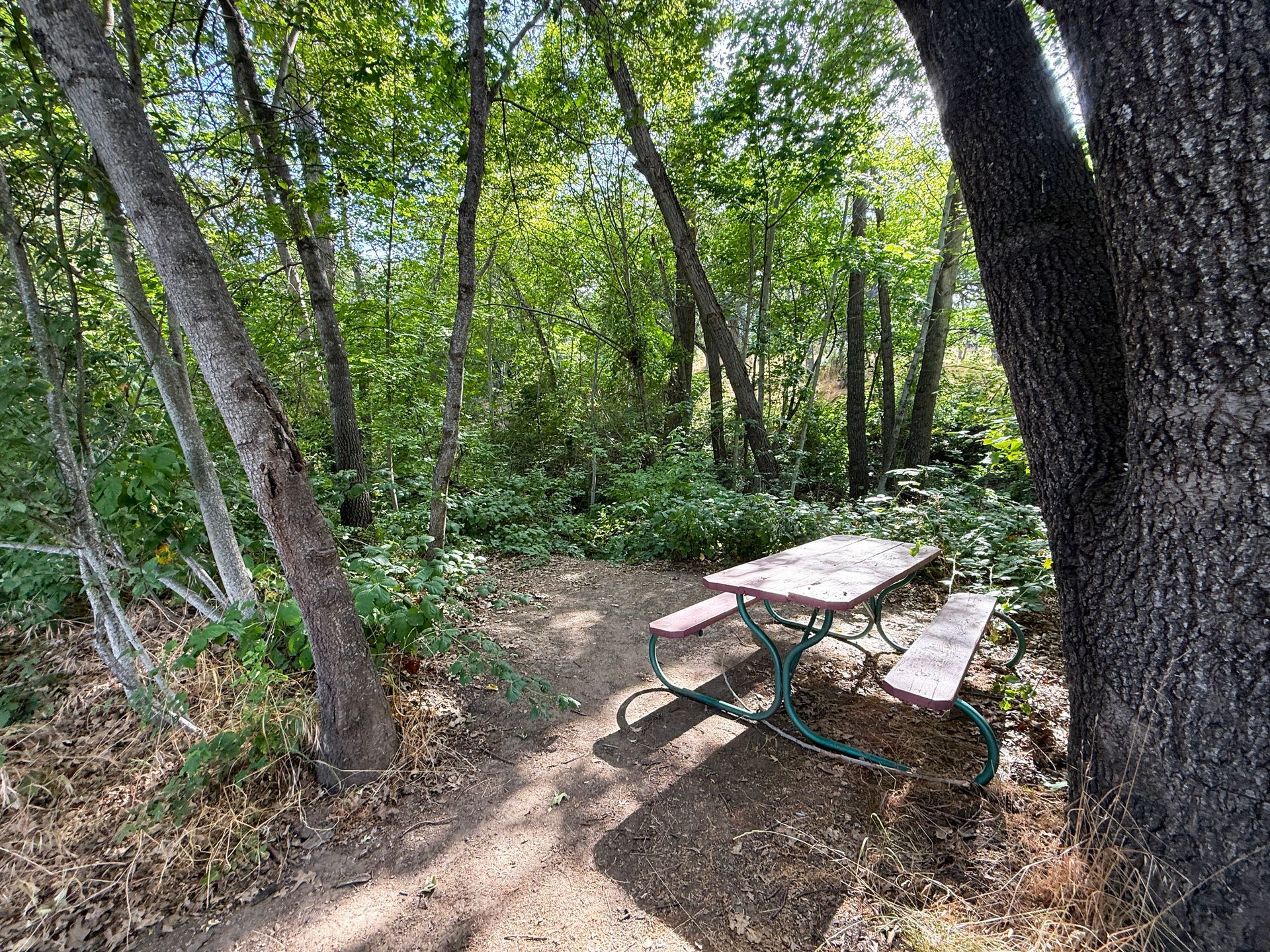 Picnic table on a dirt path in a wooded forest clearing, surrounded by trees and green foliage