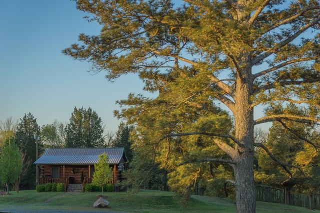 A cabin beneath a large tree in golden light
