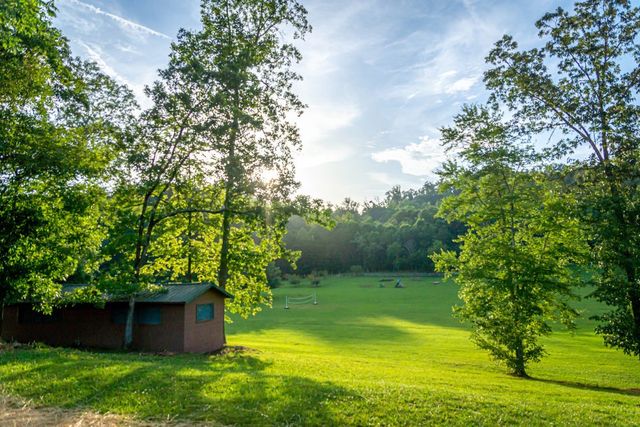 A green field seen through tall trees in morning light
