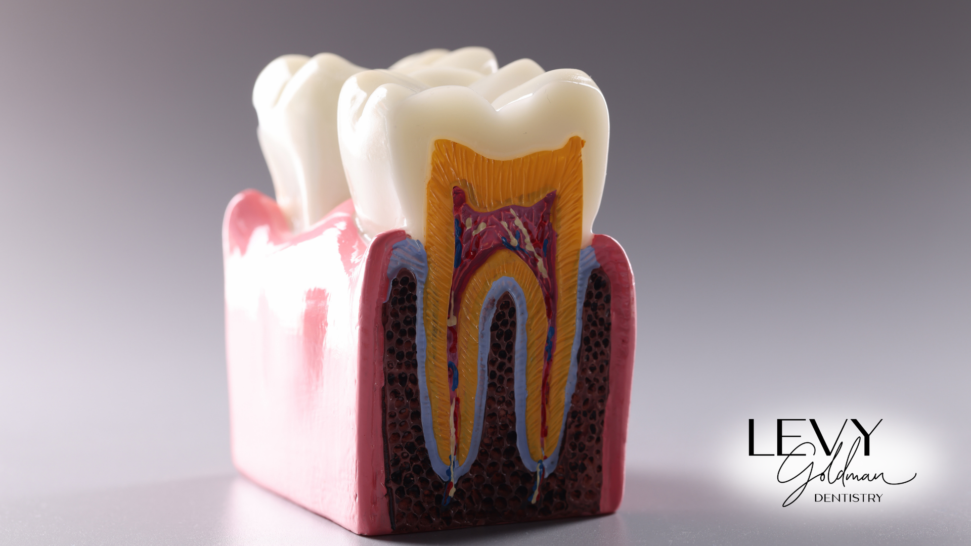 A model of a tooth shows the inside of a tooth