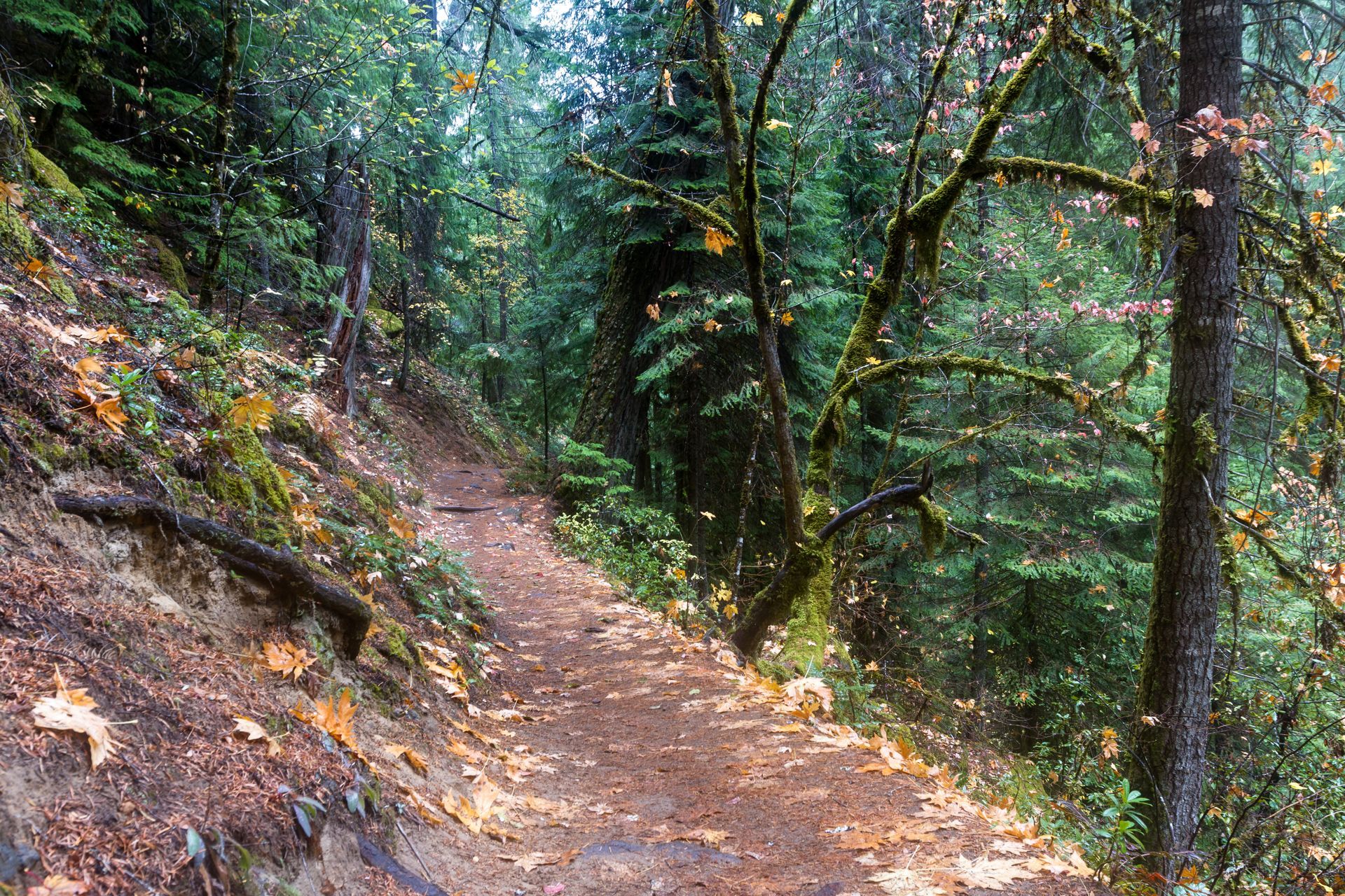 Wooded trail winding through a lush forest with autumn leaves on the ground