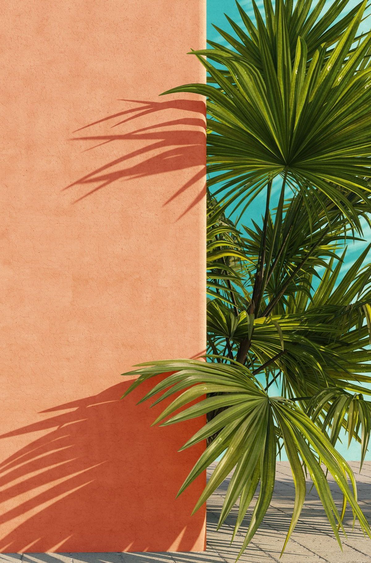 Palm tree casting shadows on a peach stucco wall in bright sunlight