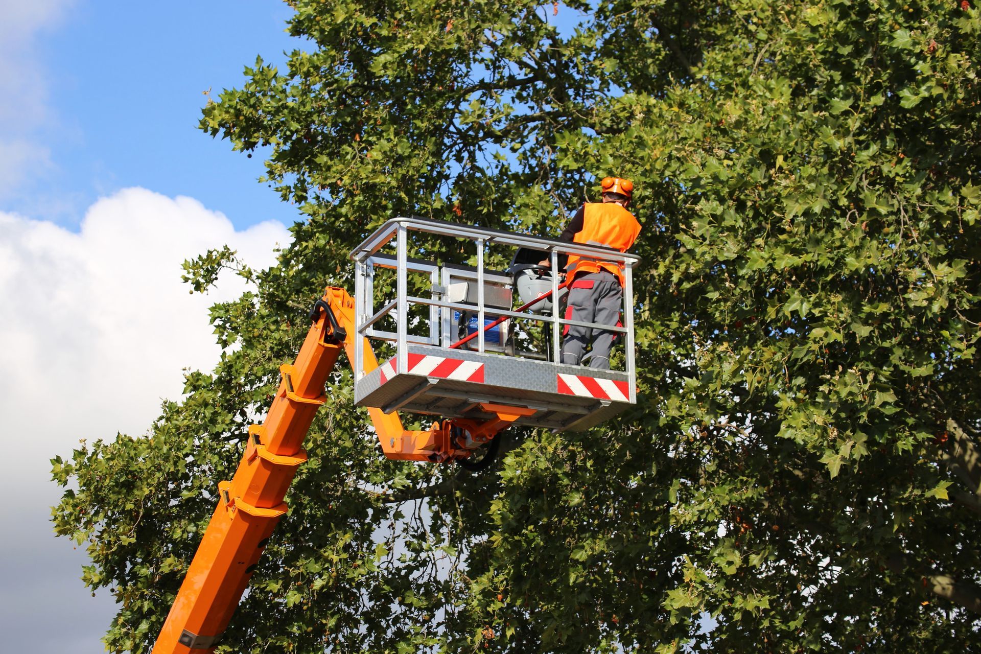 Arborist in an orange lift cutting tree branches against a partly cloudy sky.