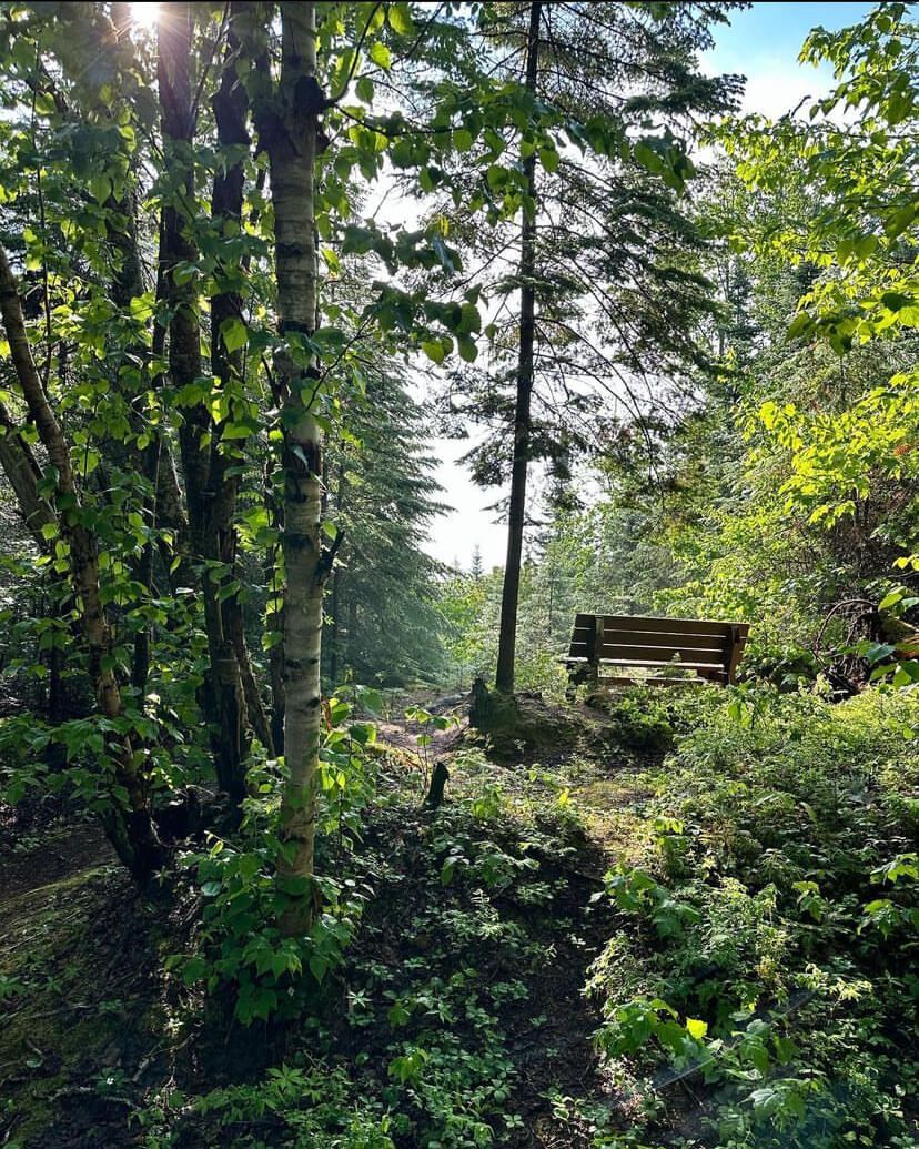 A wooden bench is sitting in the middle of a forest.