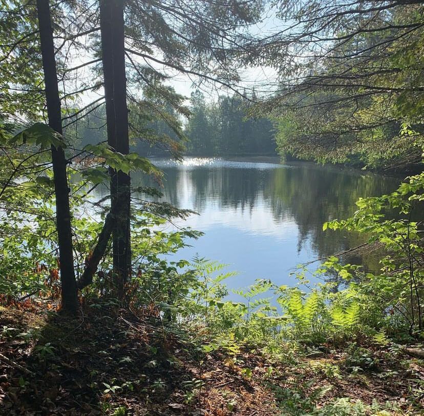 A lake surrounded by trees on a sunny day