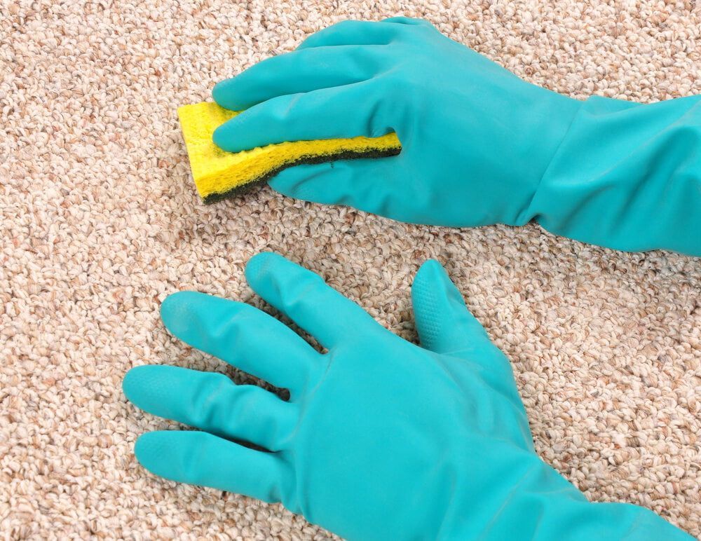 Cleaning Carpet With Sponge And Gloves — Toowoomba Cleaning Co in South Toowoomba, QLD