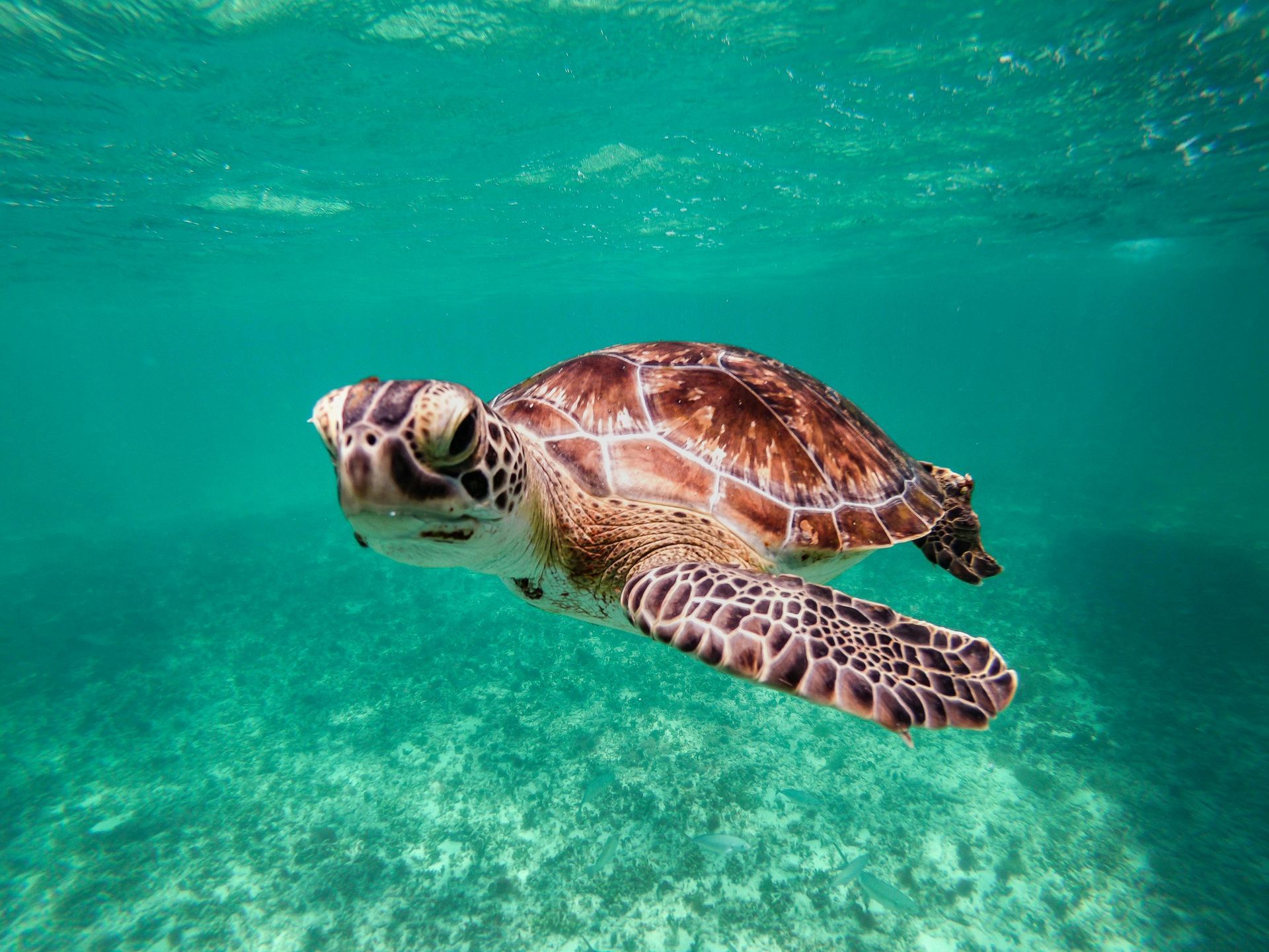 A sea turtle is swimming in the ocean.