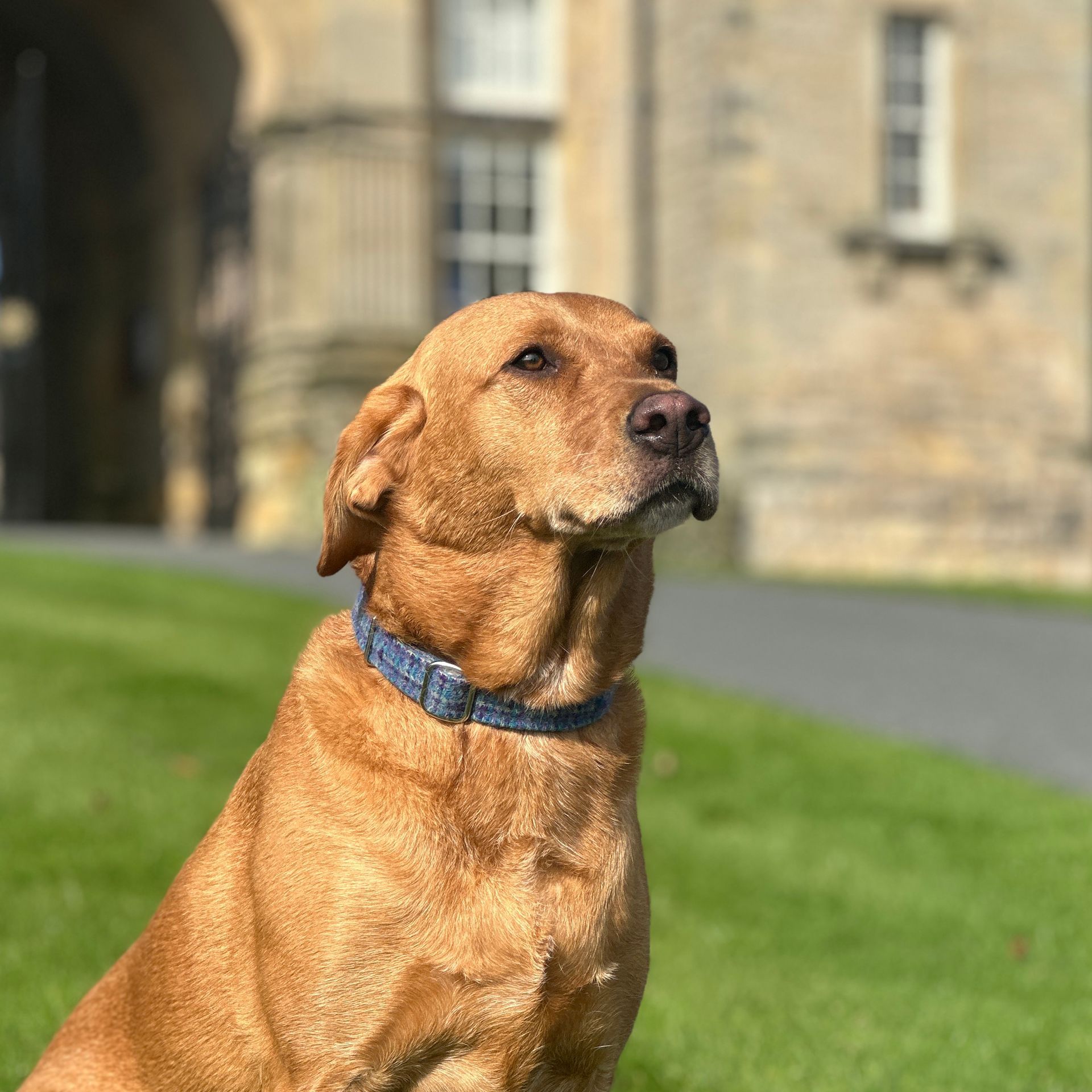 A brown dog wearing a blue collar is sitting in the grass