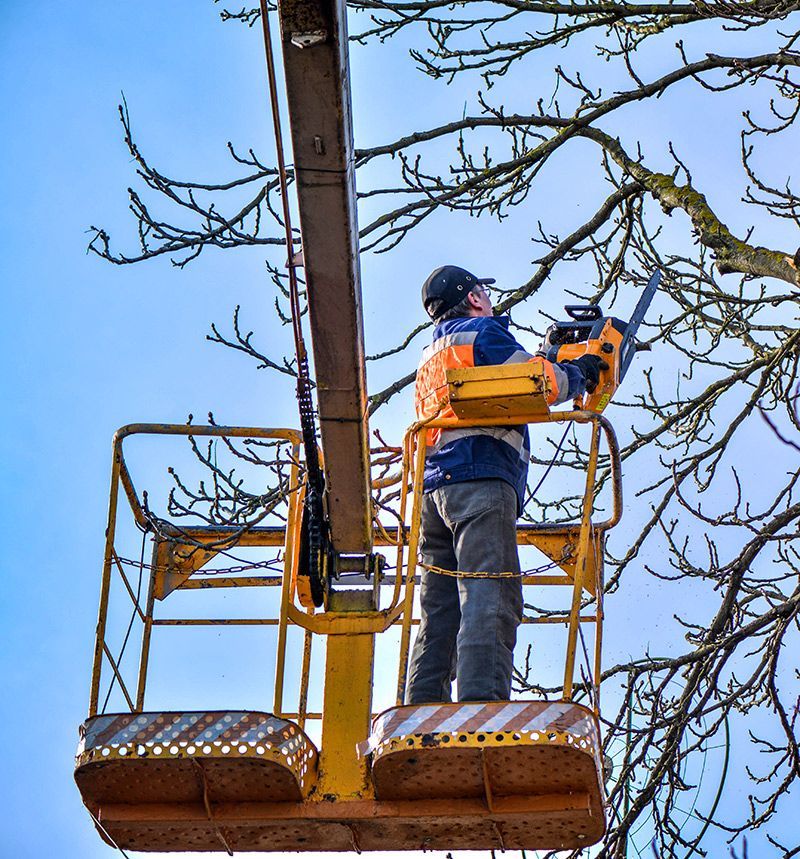 Tree Pruning