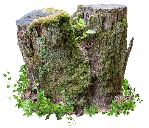 Tree Stump