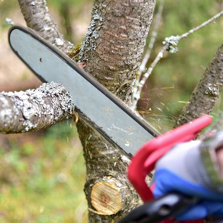 Tree Trimming