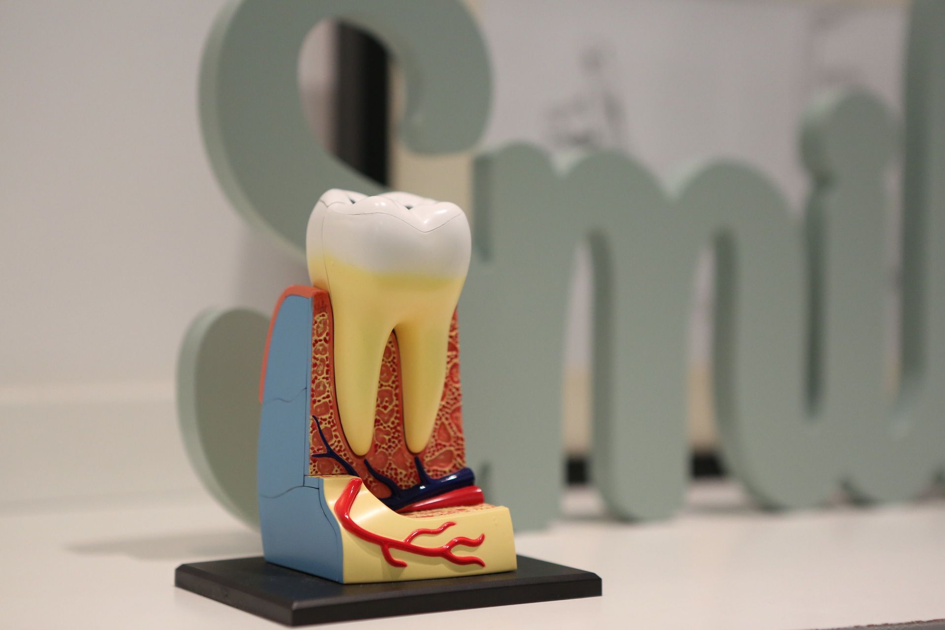 Tooth anatomy model with exposed roots on a black stand