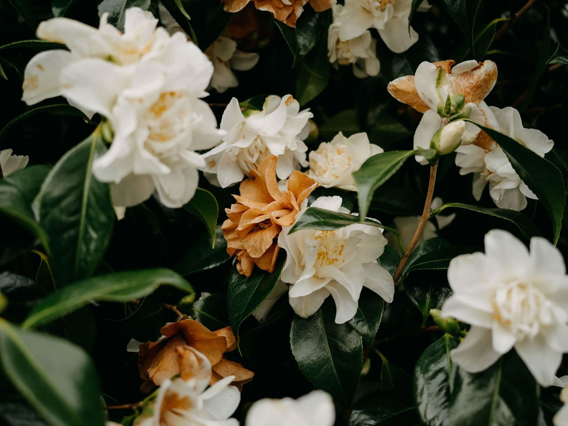 Send Flowers
