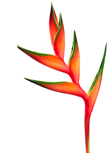 Bloemennis Heliconia bihai