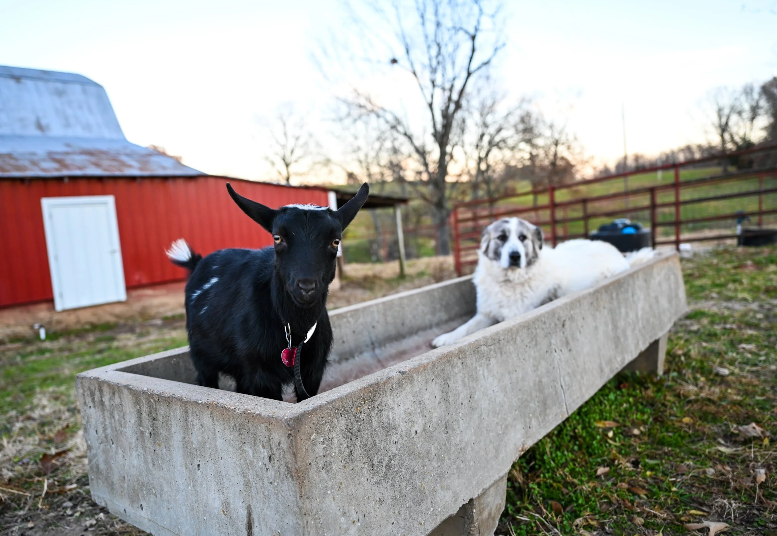 goat and dog in trough