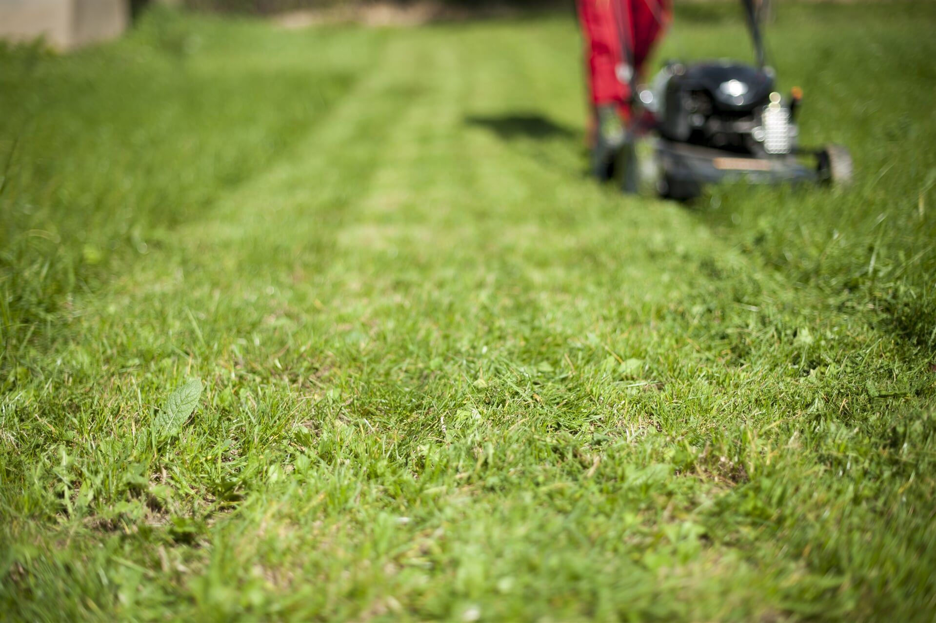 Yard Maintenance — Cleaning Services in Townsville, QLD