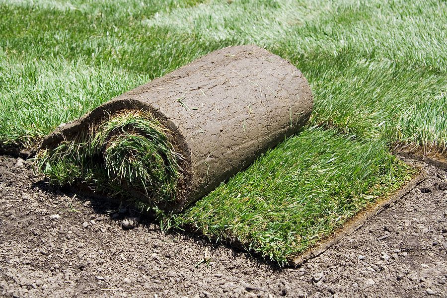 a section of sod lying on the ground
