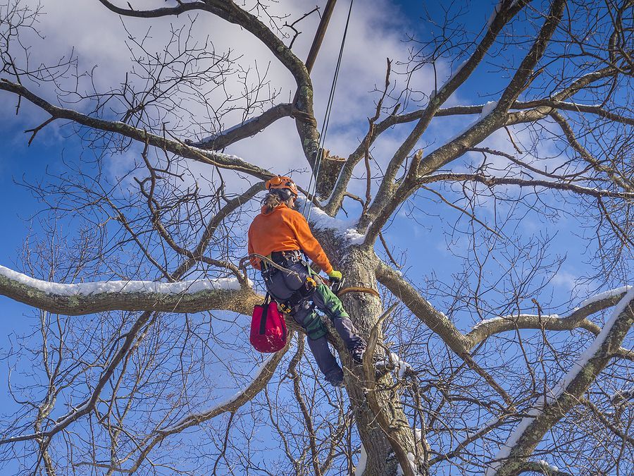 Tree Trimming and Removal Services Vicksburg, MS