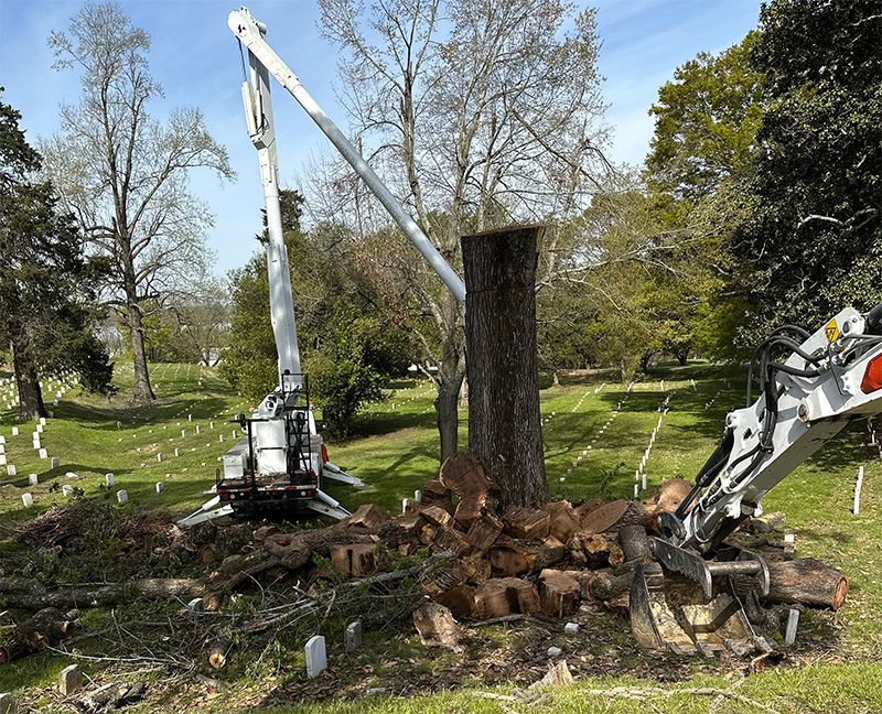 worker cutting with a chainsaw into a large tree